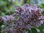 Syringa hyacinthiflora Lavender Lady